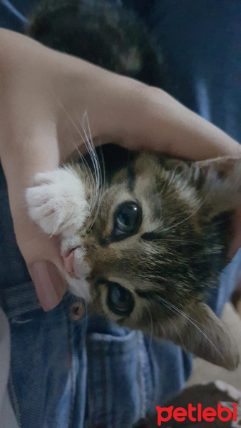 Tekir Kedi, Kedi  Ati fotoğrafı