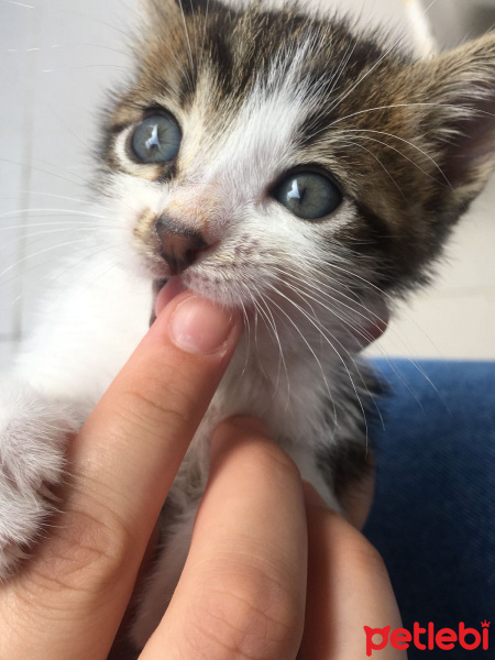 Tekir Kedi, Kedi  Ati fotoğrafı