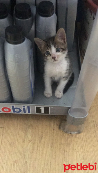 Tekir Kedi, Kedi  Ati fotoğrafı