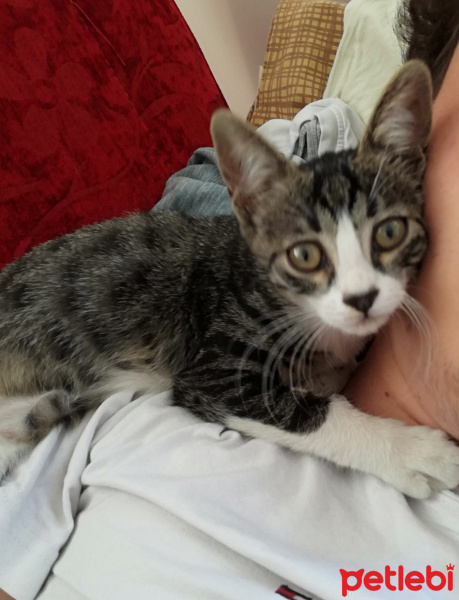 Tekir Kedi, Kedi  Nisan fotoğrafı