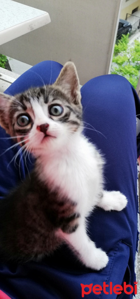 Tekir Kedi, Kedi  Nisan fotoğrafı