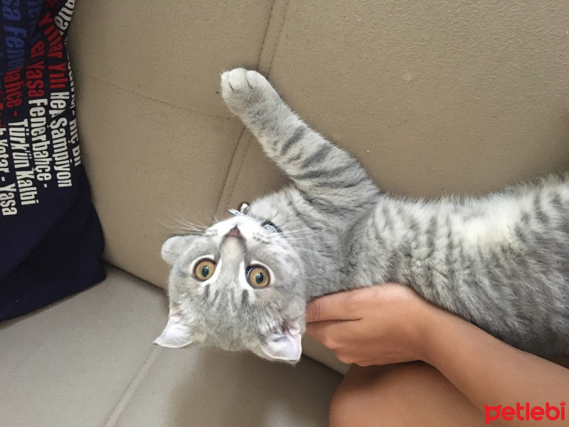 Scottish Fold, Kedi  Duman fotoğrafı