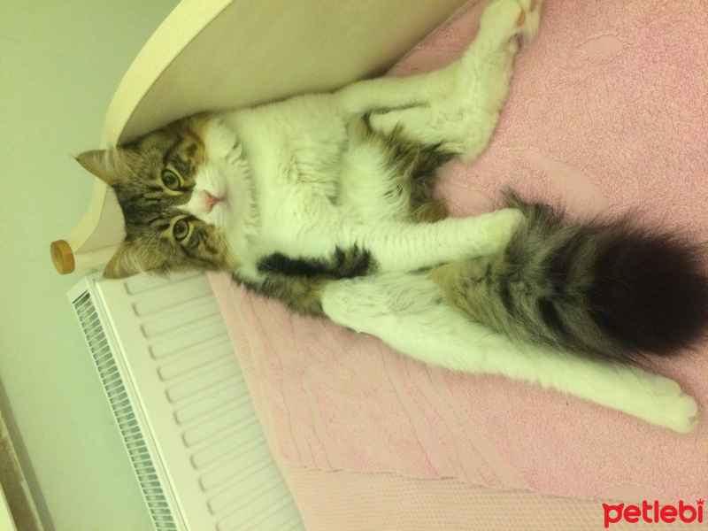 Sibirya Kedisi, Kedi  Leo fotoğrafı