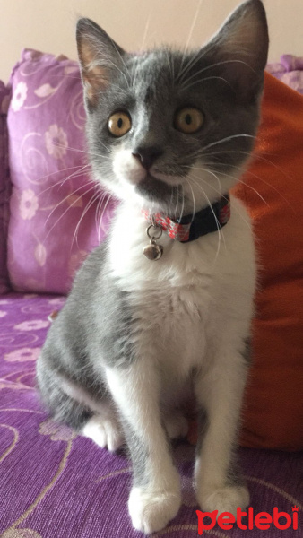 Tekir Kedi, Kedi  Mia fotoğrafı