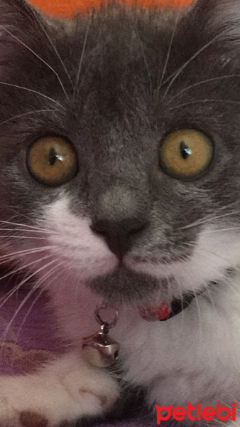 Tekir Kedi, Kedi  Mia fotoğrafı