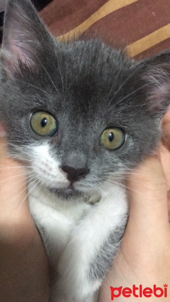 Tekir Kedi, Kedi  Mia fotoğrafı