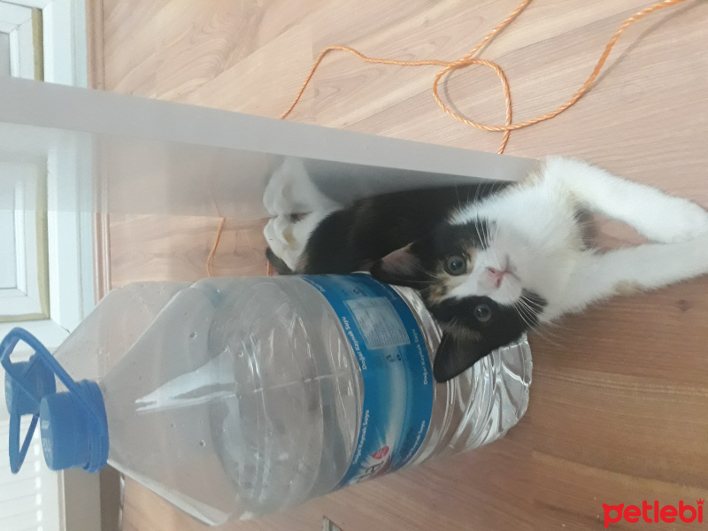 Tekir Kedi, Kedi  Natsume fotoğrafı