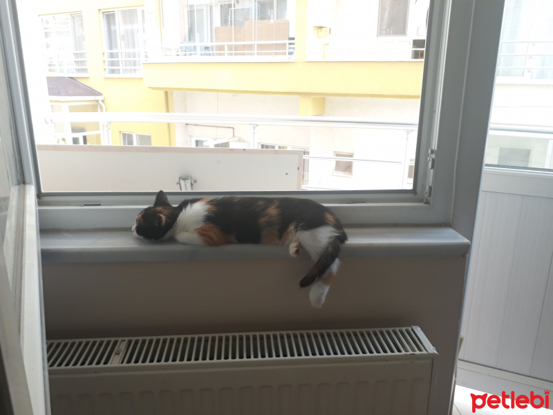 Tekir Kedi, Kedi  Natsume fotoğrafı
