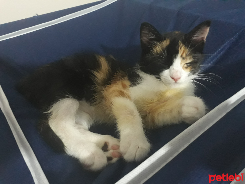 Tekir Kedi, Kedi  Natsume fotoğrafı