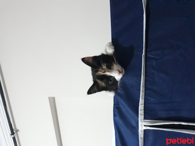 Tekir Kedi, Kedi  Natsume fotoğrafı