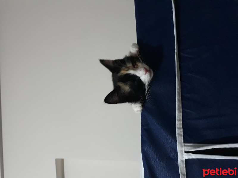 Tekir Kedi, Kedi  Natsume fotoğrafı