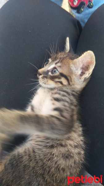 Tekir Kedi, Kedi  Haşmet fotoğrafı