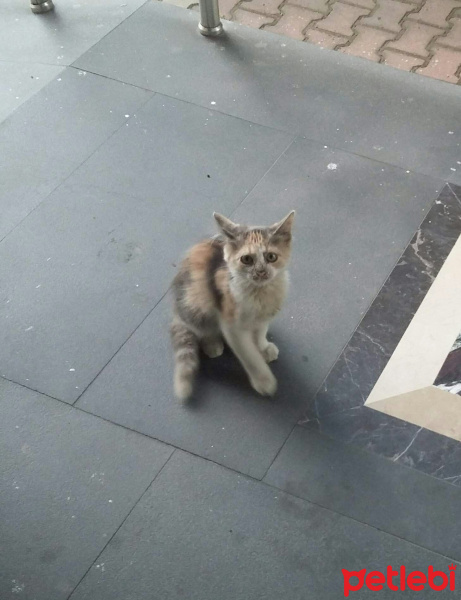 Tekir Kedi, Kedi  Sevimli yavru kediye ömürlük yuva arıyoruz. fotoğrafı