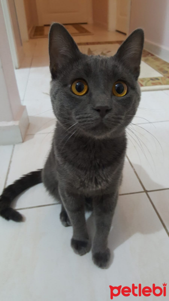 Chartreux, Kedi  Papi fotoğrafı