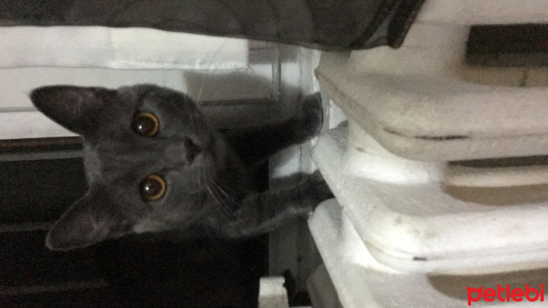 Chartreux, Kedi  Papi fotoğrafı