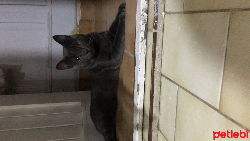 Chartreux, Kedi  Papi fotoğrafı