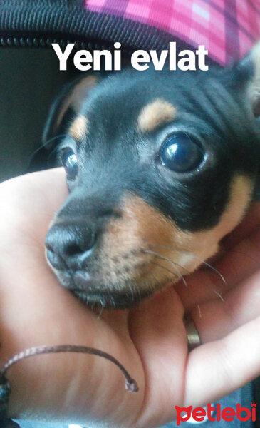 Minyatür Pinscher, Köpek  Lady fotoğrafı