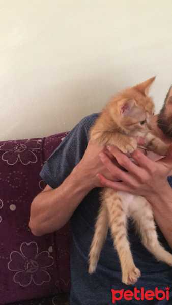 Tekir Kedi, Kedi  Ginger fotoğrafı