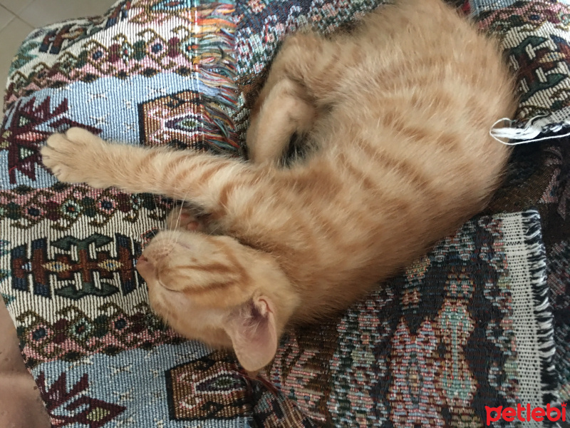 Tekir Kedi, Kedi  Ginger fotoğrafı