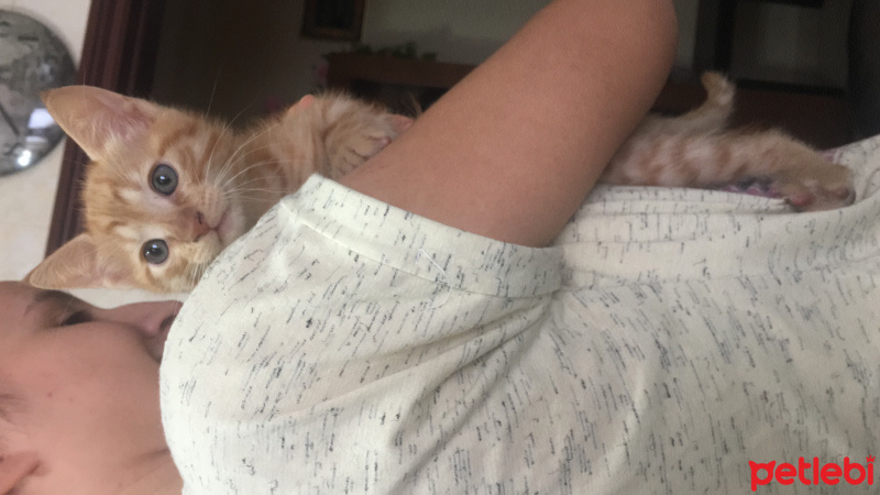 Tekir Kedi, Kedi  Ginger fotoğrafı