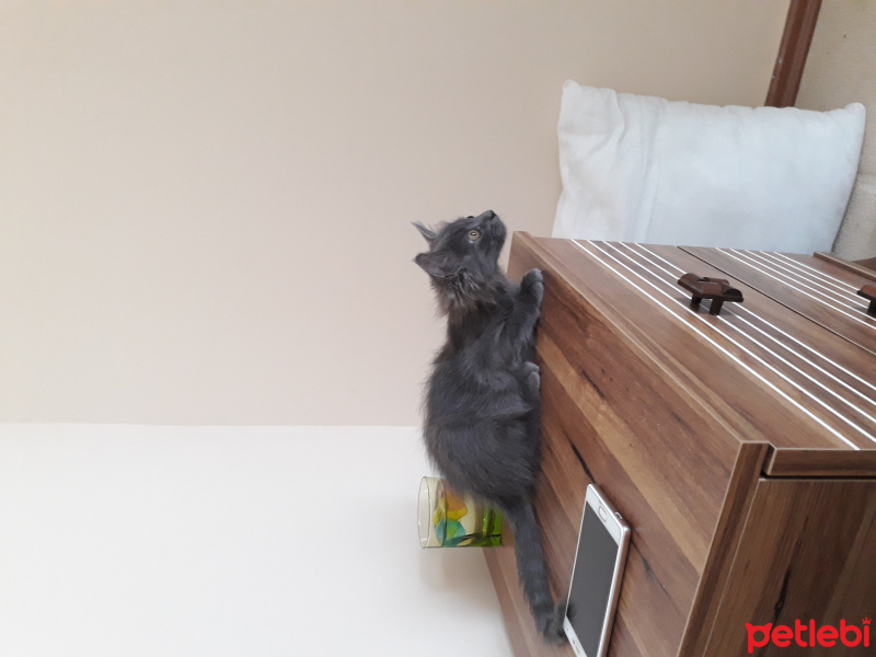 British Shorthair, Kedi  Küflü fotoğrafı
