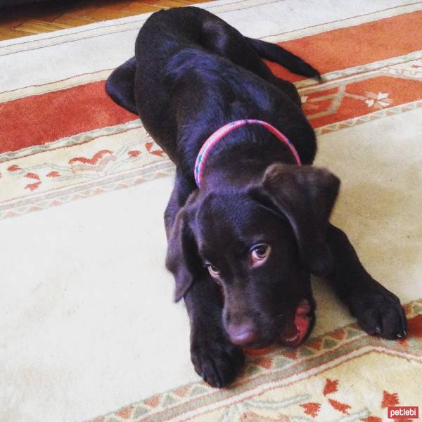 Labrador Retriever, Köpek  Pars fotoğrafı