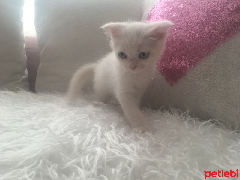 British Shorthair, Kedi  Loya fotoğrafı