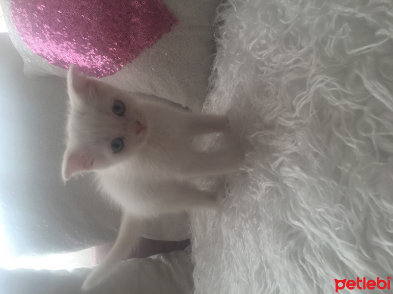British Shorthair, Kedi  Loya fotoğrafı