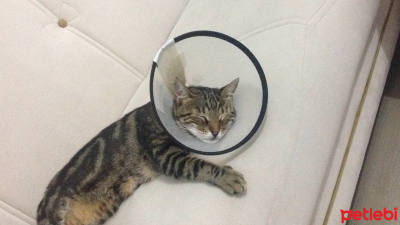Tekir Kedi, Kedi  Hafif fotoğrafı