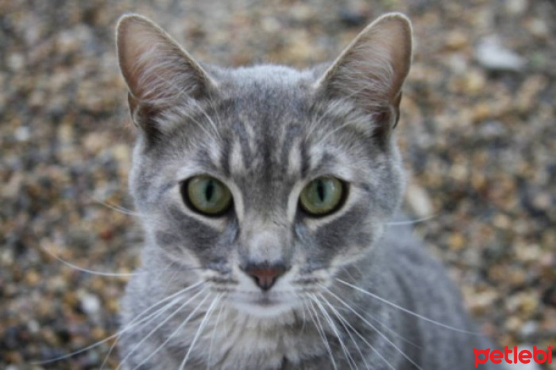 Tekir Kedi, Kedi  Miro fotoğrafı