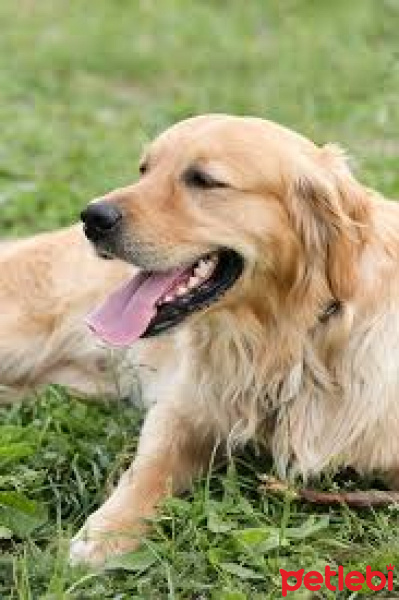 Golden Retriever, Köpek  Gold fotoğrafı