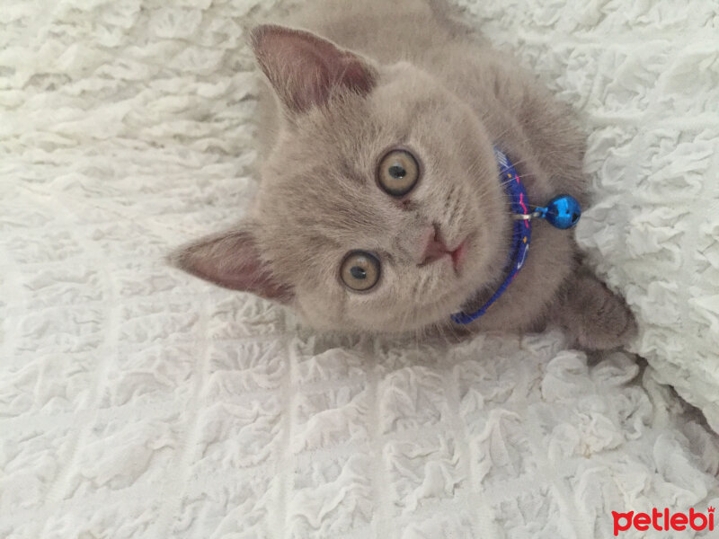 British Shorthair, Kedi  Gala fotoğrafı