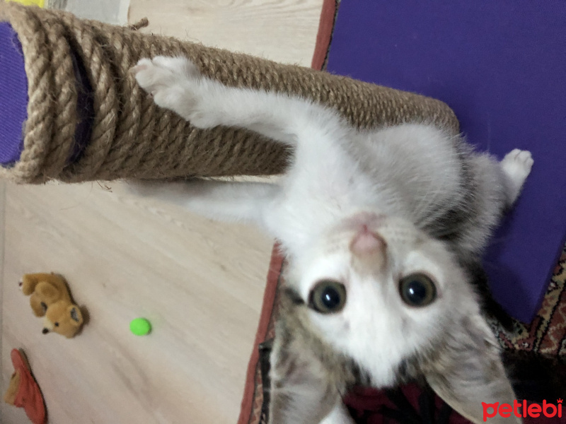 Tekir Kedi, Kedi  Venüs fotoğrafı