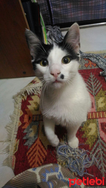 Tekir Kedi, Kedi  Emre Dayı fotoğrafı