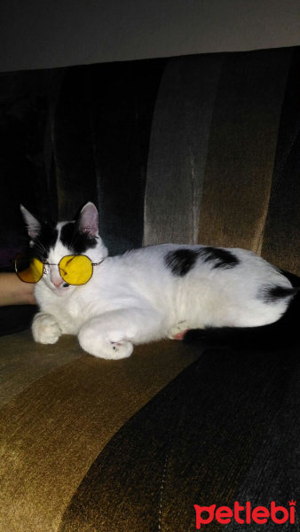 Tekir Kedi, Kedi  Emre Dayı fotoğrafı