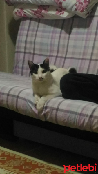 Tekir Kedi, Kedi  Emre Dayı fotoğrafı