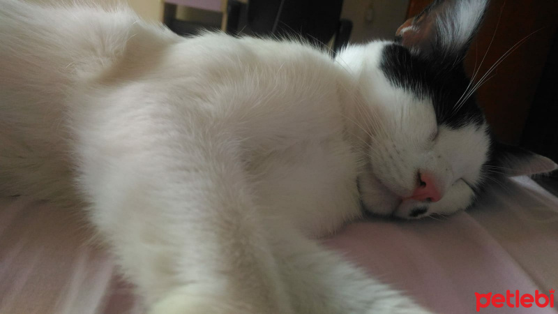 Tekir Kedi, Kedi  Emre Dayı fotoğrafı