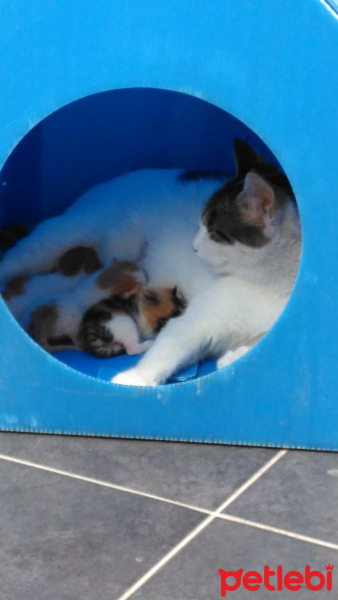 Tekir Kedi, Kedi  Kızım ve 3 Çocuğu fotoğrafı