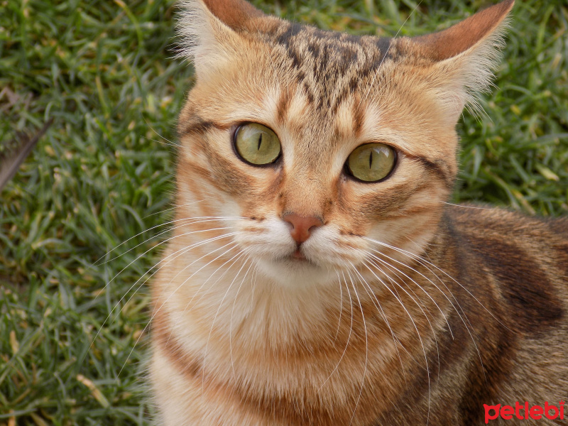 Tekir Kedi, Kedi  Hypatia fotoğrafı