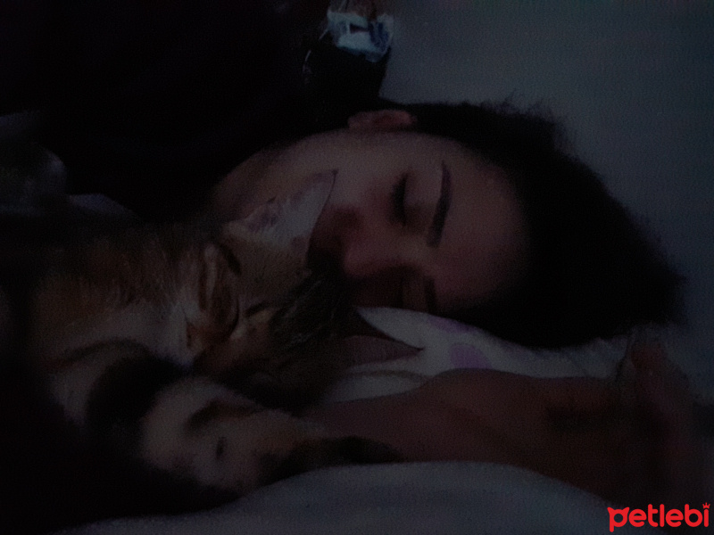 Tekir Kedi, Kedi  Hypatia fotoğrafı