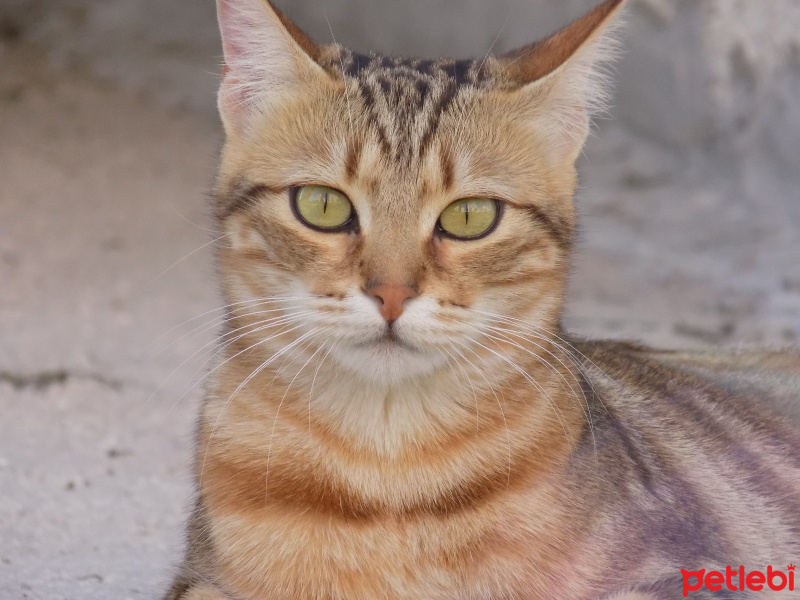 Tekir Kedi, Kedi  Hypatia fotoğrafı