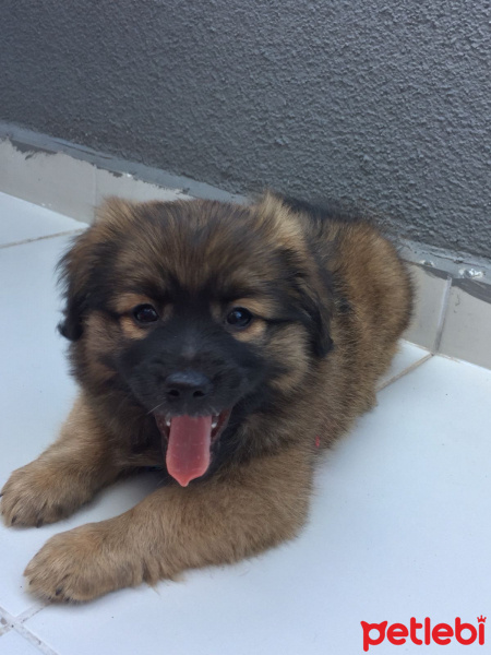 Pekingese, Köpek  Karpuz fotoğrafı