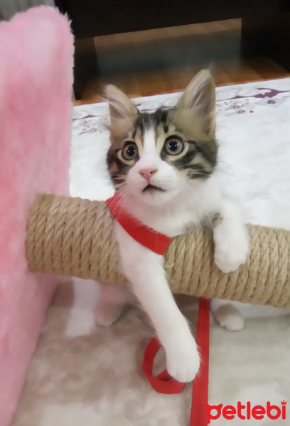 Tekir Kedi, Kedi  Badem fotoğrafı