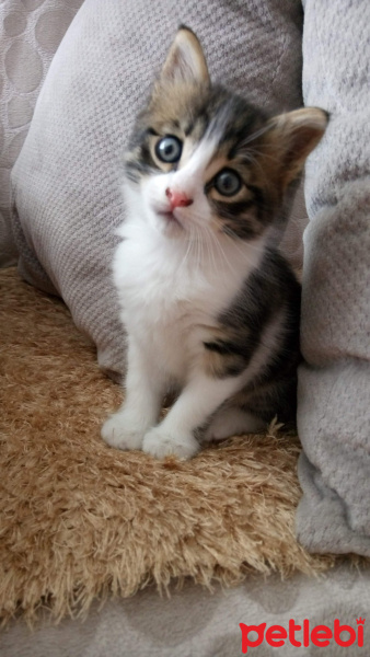 Tekir Kedi, Kedi  Badem fotoğrafı