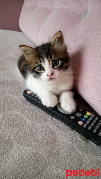Tekir Kedi, Kedi  Badem fotoğrafı