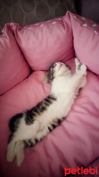 Tekir Kedi, Kedi  Badem fotoğrafı