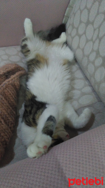 Tekir Kedi, Kedi  Badem fotoğrafı