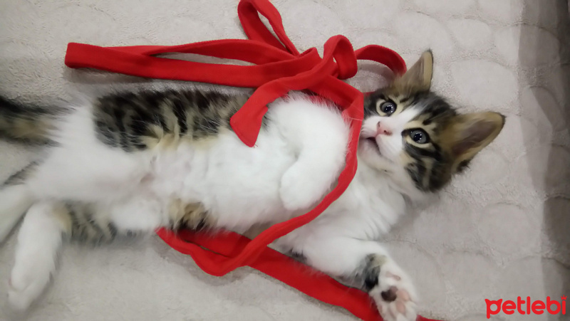 Tekir Kedi, Kedi  Badem fotoğrafı