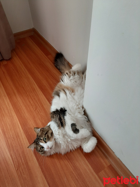 Tekir Kedi, Kedi  Badem fotoğrafı