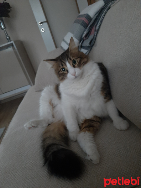 Tekir Kedi, Kedi  Badem fotoğrafı